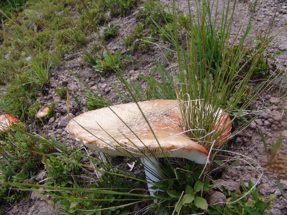 Funky Fly Agaric